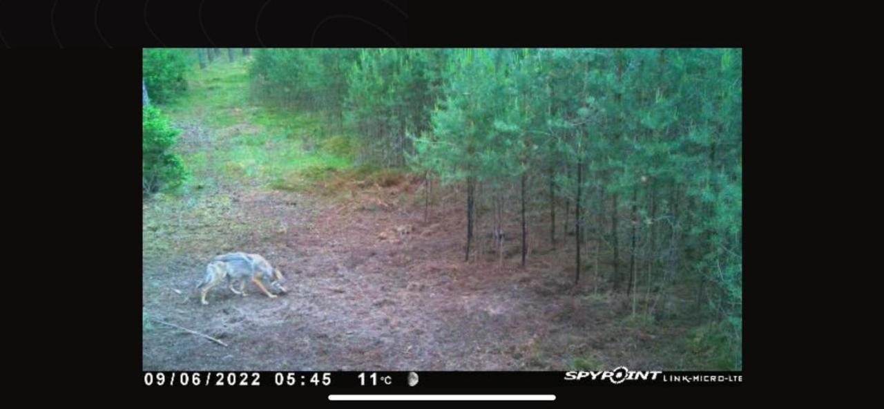 Jagd-Angler-Suite-04-Im-Wald-Am-See Kyritz Εξωτερικό φωτογραφία